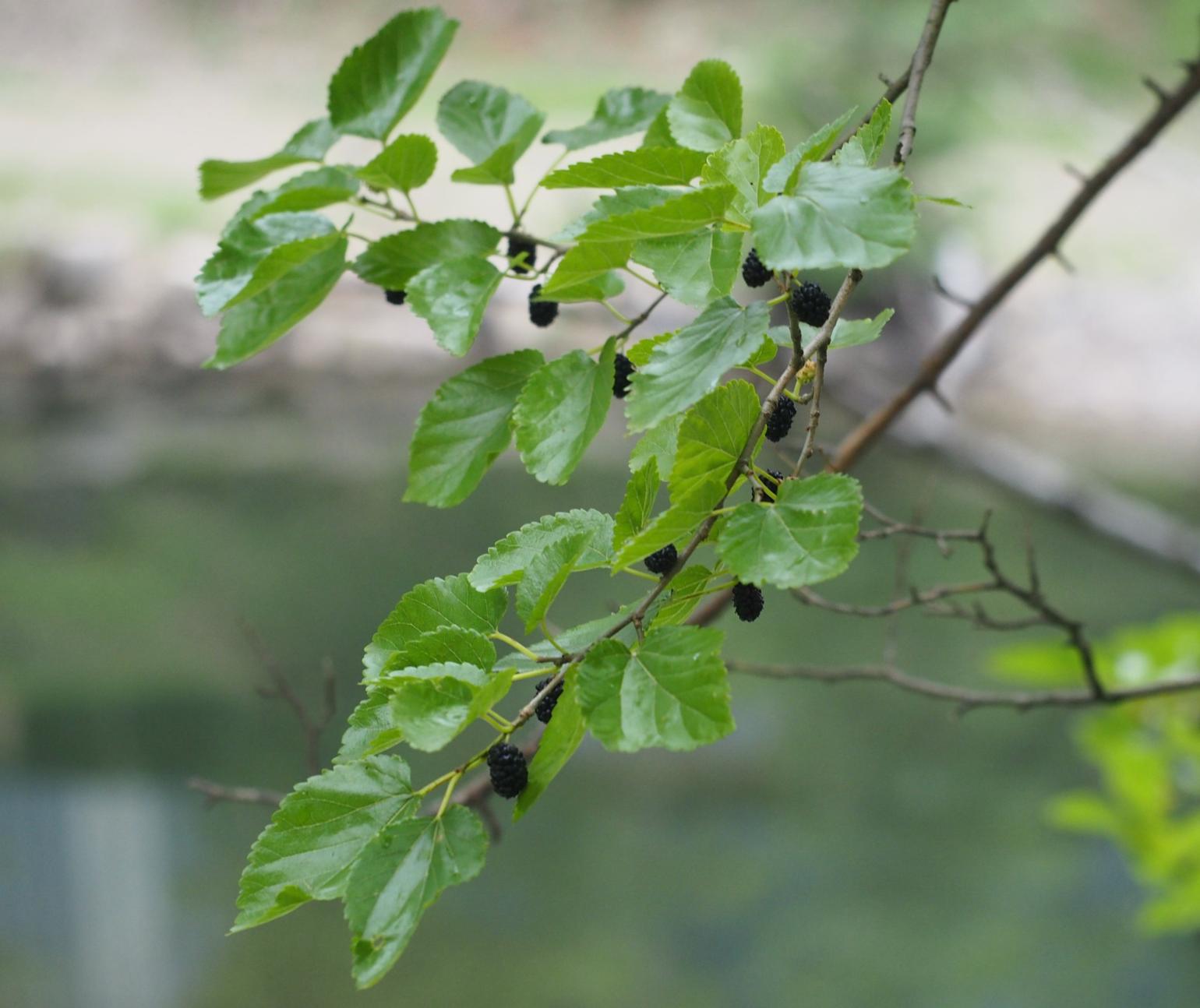 Mulberry, White